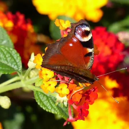 Restaurant Und Zum Weissen Ross Отель Мельн