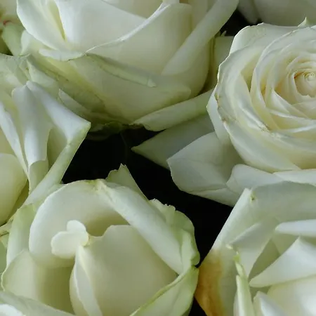 Restaurant Und Zum Weissen Ross Mölln