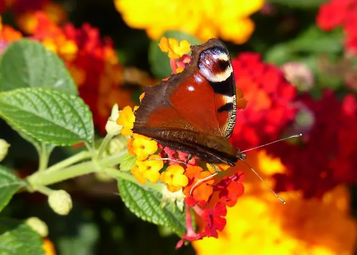 Restaurant Und Zum Weissen Ross Hotel Mölln